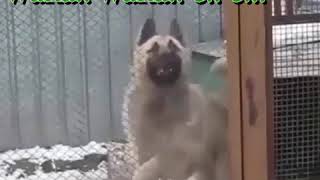 FUNNY  DOG DANCING TO OPEN THE DOOR [upl. by Bohs]