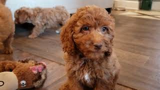 F1B Cockapoo Puppies [upl. by Iong]