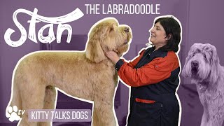 Grooming Stan the Labradoodle  Kitty Talks Dogs  TRANSGROOM [upl. by Orenid]