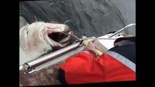 Torsvag Havfiske 2011 Gigant Halibut 1485 kg [upl. by Phemia]