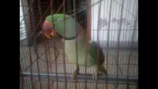 talking parrot for sale [upl. by Marozik]