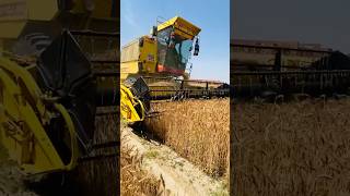 wheat harvesting cost par acker wheat farming agriculture [upl. by Orian]