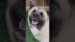 American Akita Dog 101Watch This Before Getting One 🚨 shorts [upl. by Pauly]