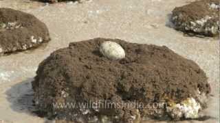 Broken eggs in abandoned flamingo nests [upl. by Viridissa109]