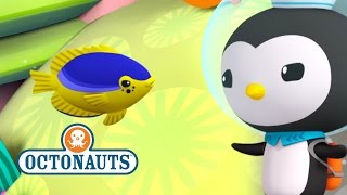 Octonauts  Dont Lose Them [upl. by Anayia]