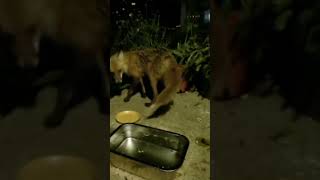 Red Fox Visitors To Our Porch 🦊 [upl. by Armanda152]