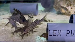 Schmuckflossen Fiederbartwels  Synodontis eupterus [upl. by Les]