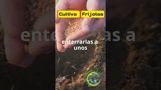 cultiva frijoles [upl. by Outhe26]