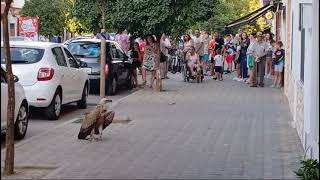 Un buitre leonado herido en mitad de una calle de Alcolea [upl. by Nylqcaj]