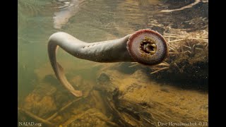 Pacific Lamprey Life Cycle [upl. by Ettenirt740]