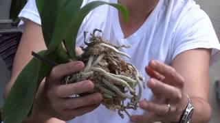 How To Replant Orchids [upl. by Faustine]