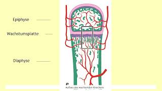 Formen der Knochenbildung [upl. by Mell]