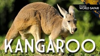 Kangaroos Can Jump 30 Feet High [upl. by Akinert]