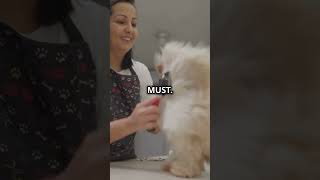 Why chow chows are so special chowchow fyp animallover dogs dogsoftiktok shorts reels [upl. by Gearhart212]