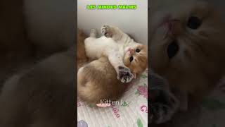 Kitten Joy12 cat chatonsmignons catlover cute adorable love memes shortvideo kitten cats [upl. by Lantz]