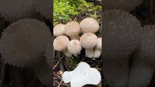 flaschenbovist flaschenstäubling lycoperdon pilze sammeln fungi speisepilze [upl. by Seidler]