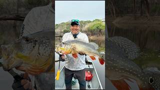 TUCUNARÉ GIGANTE NA AMAZÔNIA Rio Alto Juma fishing pesca tucunare pescaria pescaesportiva fy [upl. by Obellia309]