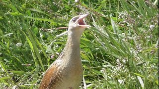 Il canto del re di quaglie  The corn crake  Crex crex [upl. by Haimaj405]