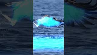 Epic Eagle Fishing A Master Hunter in Action 🦅🐟 [upl. by Lletnuahs]