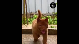 The real Catdog aka Vietnamese Hmong dog [upl. by Amoakuh777]