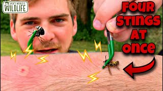 STUNG by a BALD FACED HORNET POLISTES METRICUS and MORE Ft the Hornet King [upl. by Latsyek]