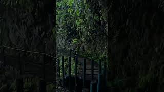 Waterfall walk  Levada Faja do Rodrigues PR16 madeira hiking gopro goprohero10 travel [upl. by Enasus]