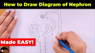 How to Draw Nephron Diagram Easily [upl. by Pancho]