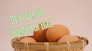 🥚 Unlocking the Mystery How Eggs Get to Your Table 🍳EggJourney FarmToTable [upl. by Ahse578]