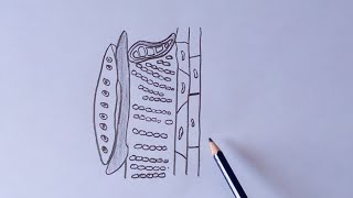 How to draw Xylem Diagram [upl. by Atires783]