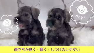 20240610生まれ ミニチュア・シュナウザー パピー動画 [upl. by Assej]