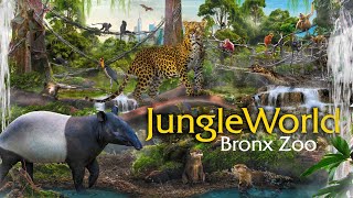 Zoo Tours JungleWorld  Bronx Zoo [upl. by Krahmer]