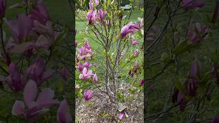 One out of 22 Magnolias I planted in Our Backyard magnoliatree youtube viralvideo video shorts [upl. by Lanza]