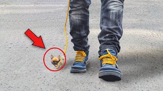 Smallest Dog Breeds In The World 1 [upl. by Winnie713]