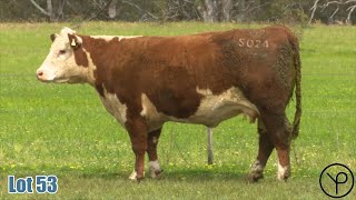 Lot 53 Yarram Blessing S024 [upl. by Bria820]