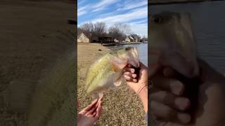 Want to catch more winter bass winter bassfishing giantbass viralshort fishing bass youtube [upl. by Pond52]