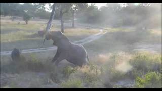 Djuma Game Reserve  Fang on the dam cam this afternoon at 421 PM 05 27 2017 [upl. by Nniw]