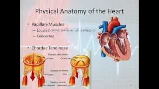 Basic Electrophysiology part 1  Mechanical Anatomy of the Heart part 1 [upl. by Onailerua]