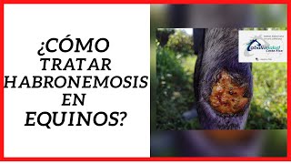 📌 ¿Cómo tratar HABRONEMOSIS en EQUINOS 🐴 [upl. by Ramej664]