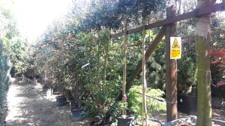 Paramount Plants and Gardens  Screening Trees and Hedging Plants London [upl. by Eninaj]