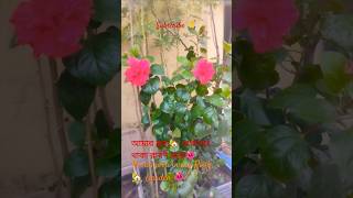 রাবণ জবা youtubeshorts ytshortsshortvideoviralvideoviewskaisebadhaye MonisTipsampTricks🚀🌺🙏🔥🚀 [upl. by Zoilla918]