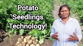 Why potato seedlings will improve your yield [upl. by Reeta295]