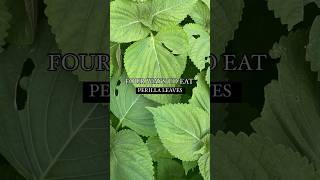 FOUR WAYS TO EAT PERILLA LEAVES 🍃 healthyfood health food recipe korean shorts [upl. by Llerrud]