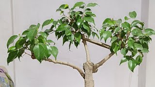 ficus tree bonsai  weeping fig benjamin fig  air purifying plant remove formaldehyde [upl. by Laurin807]