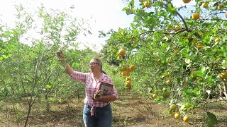 🍊Manejo de Arvenses e Impacto del Proyecto CONAHCYT en la Citricultura Experiencias Agroecológicas [upl. by Asillim]