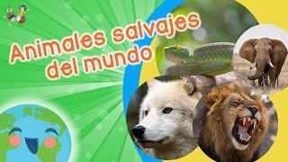 Animales Salvajes para Niños Videos Educativos para Niños [upl. by Myrna]