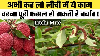 Management Of Litchi Mite  Litchi Makri ka prabandhan  Litchi Diseases  Litchi pest  Litchi Mite [upl. by Nylrehs]