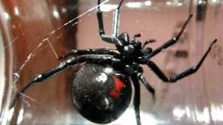 Huge Black Widow Spider [upl. by Airdnaz994]