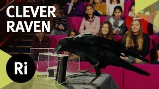 Brann the Clever Raven  2017 CHRISTMAS LECTURES [upl. by Carmencita]