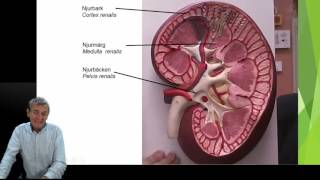 Urinorganen del 1 5 [upl. by Malek]
