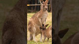 How Kangaroos Pause Pregnancy for Survival [upl. by Rovner]